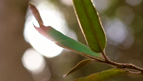 4k-60fps-Helles-Sonnenlicht,-Das-Durch-Wunderschöne-Grüne-Blätter-In-Einem-Regenwald-In-Der-Karibik-Fällt