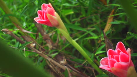 Close-up-view-of-green-plants-and-pink-flowers-in-garden