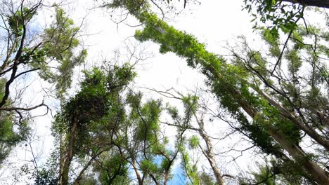 new growth trees after the bush fires - regeneration of forest in queensland, australia