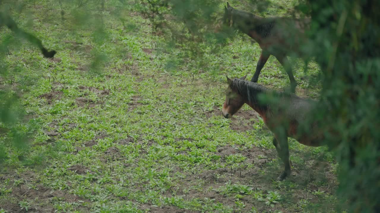 due cavalli che camminano attraverso un morbido pascolo verde incorniciato da alberi