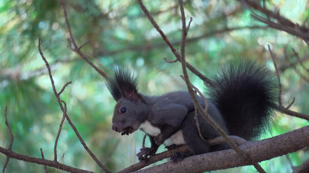 ardilla de árbol gris o ardilla de abert sciurus vulgaris sentada en una rama de pino y come nuez sosteniéndola con ambas almohadillas, bosque de yangjae, seúl, corea del sur