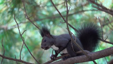 Ardilla-De-árbol-Gris-O-Ardilla-De-Abert-Sciurus-Vulgaris-Sentada-En-Una-Rama-De-Pino-Y-Come-Nuez-Sosteniéndola-Con-Ambas-Almohadillas,-Bosque-De-Yangjae,-Seúl,-Corea-Del-Sur