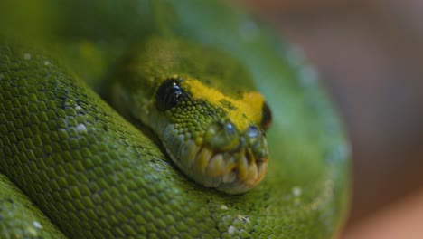 Vista-Cercana-De-La-Pitón-Arbórea-Verde