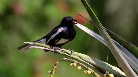 la urraca-robin oriental es un ave paseriforme muy común en tailandia en la que se puede ver en cualquier lugar