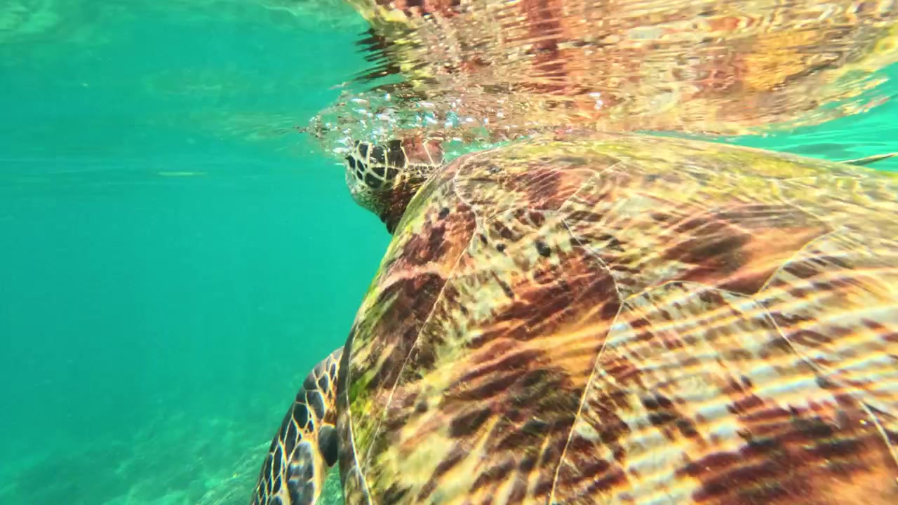Tartaruga marinha nadando sobre recife de coral em águas oceânicas claras, Cebu, Filipinas.