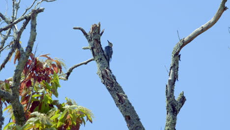 Pájaro-Carpintero-De-Vientre-Rojo-En-Un-Tronco-De-árbol-Y-Ramas