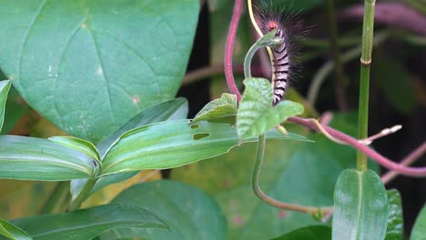 wide shot of caterpillar crawling on leaf