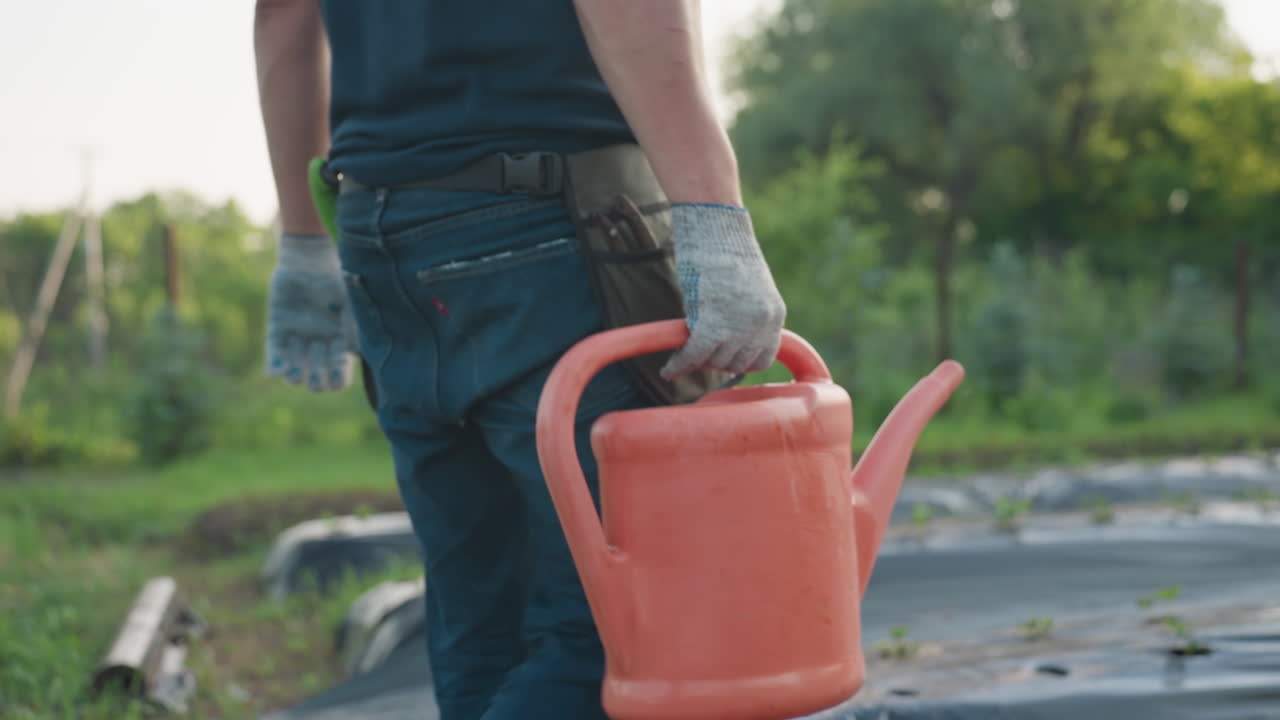 rear view gardener carrying watering can through green strawberry beds at sunset, walking along plastic mulch rows toward plants ready for irrigation under warm light and tranquil rural atmosphere