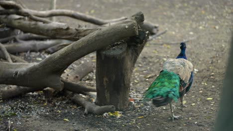 peacock in a zoo enclosure