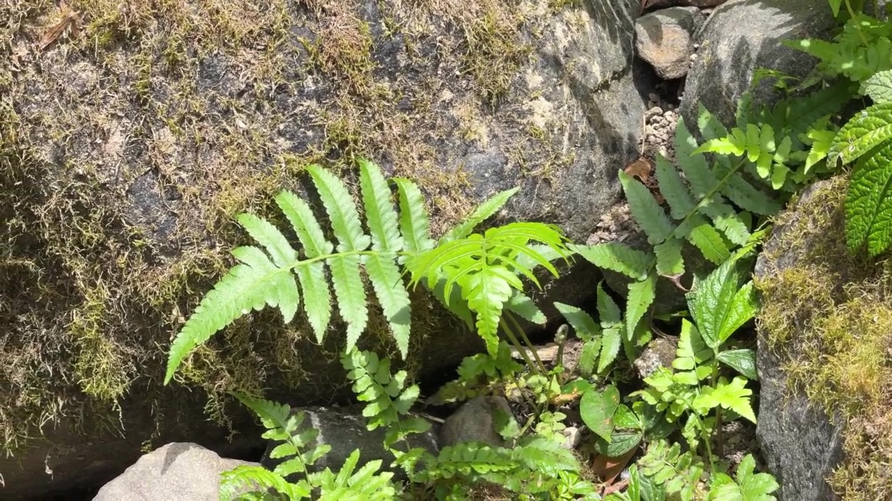 Felci verdi che crescono tra rocce muschiose in una foresta