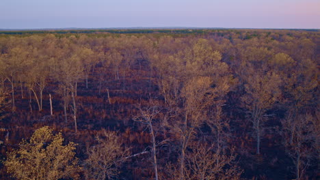 drone video capturing burned woodlands from above.