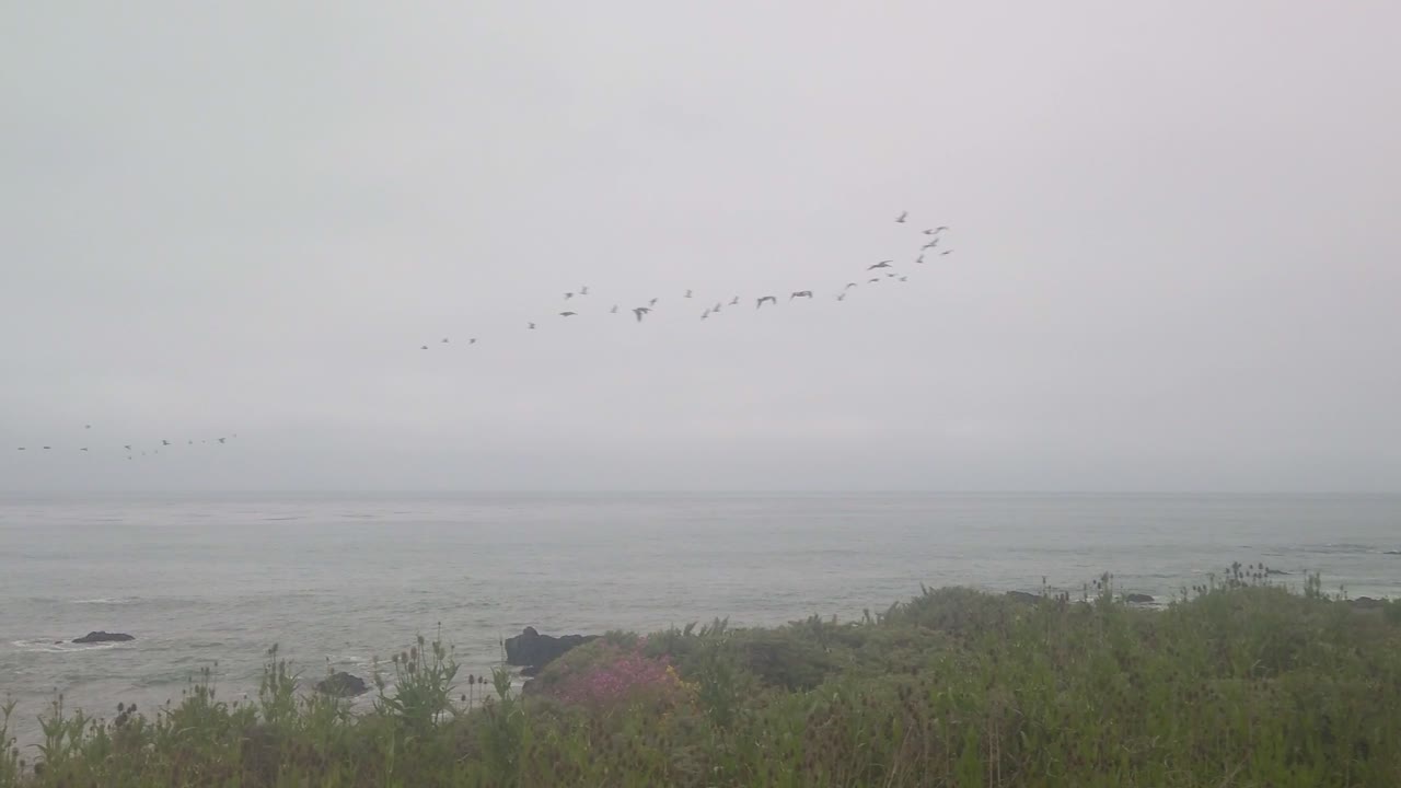 캘리포니아 주 브리아 해안 위에서 조형으로 날아다니는 바다새들의 광범위한 볼