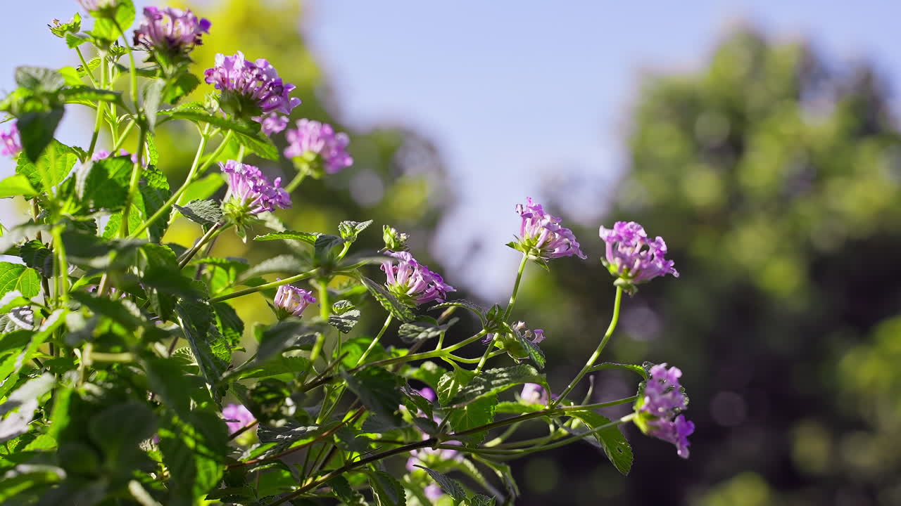 cerrar flor violeta silvestre en el jardín