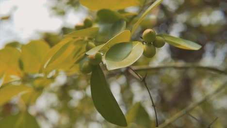 leaves moving gently in the wind