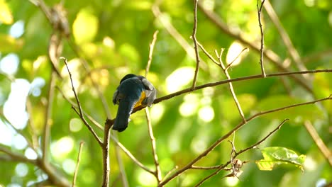 realtime footage of tropical gold and blue bird perched on a swaying branch in the bright rainforest of panama