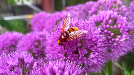 Foto-Macro-De-Abejas-Silvestres-Recogiendo-Polen-De-Flores-Moradas-En-Verano