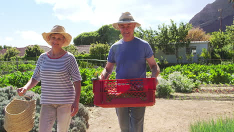 pareja de ancianos cosechando juntos los productos de la asignación