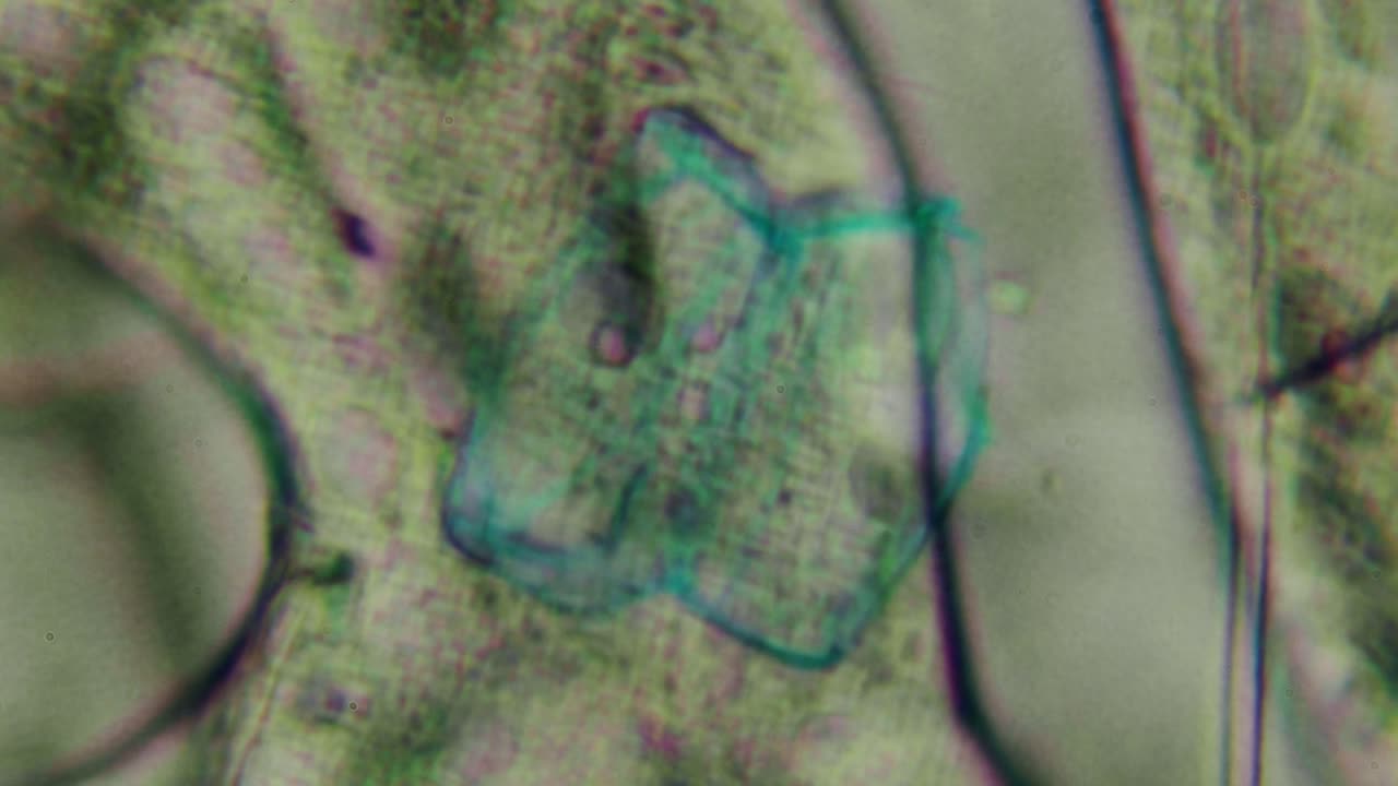 Microscopic View of Living Cells and Organisms