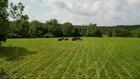 Aerial-view-around-tree-of-bison-herd-in-grass-field-grazing