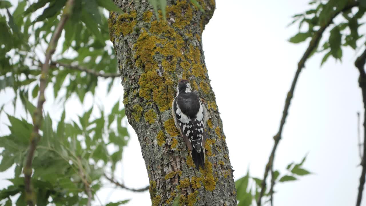 gran pájaro carpintero manchado desde atrás peck madera, cámara lenta