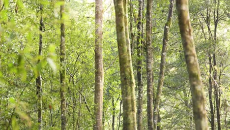 lush green rainforest with tall trees