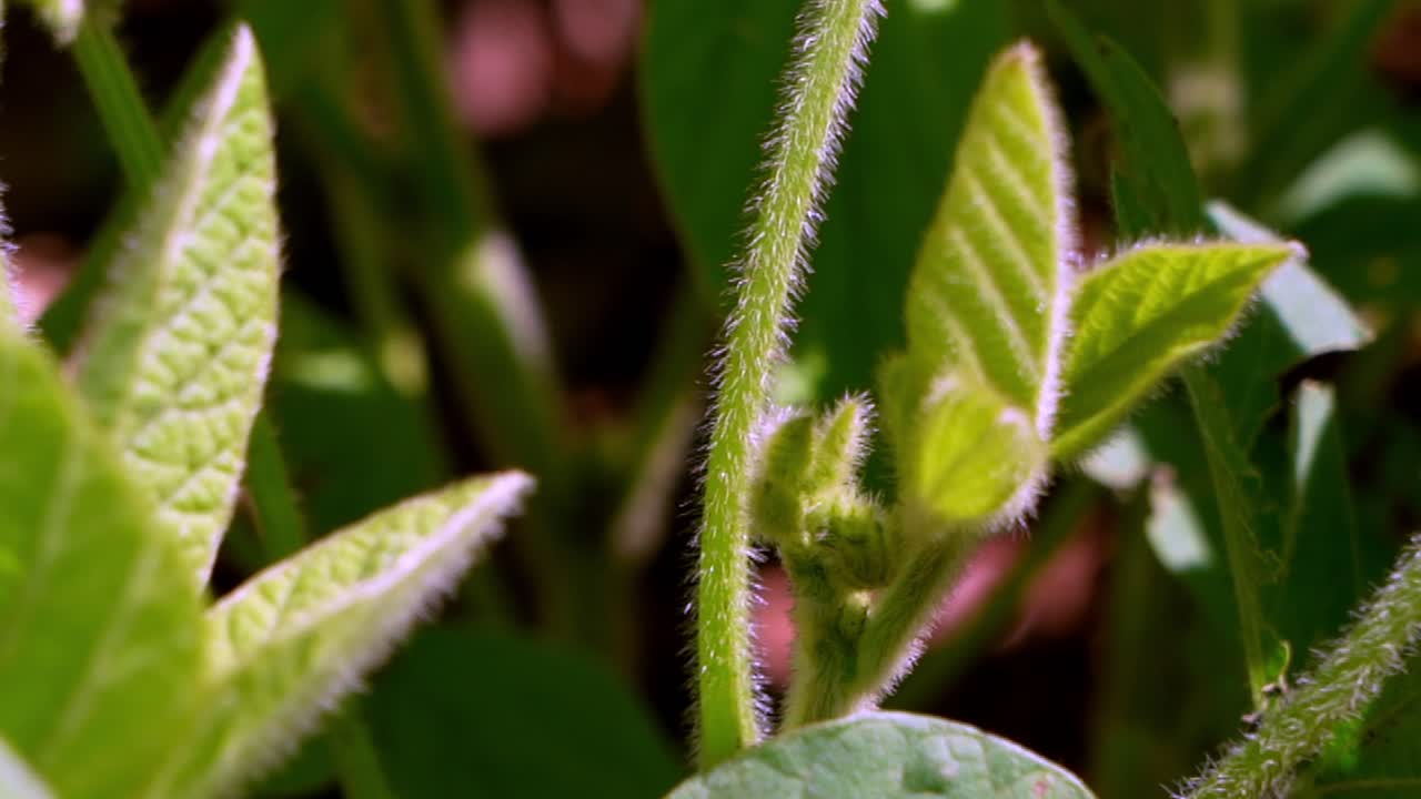 Soybean Bloom At Sunset Close Up. Agricultural Soy Plantation Background
