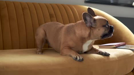 dog french bulldog plays with cushion on couch