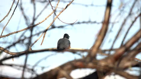 belted kingfisher taking off from tree branch