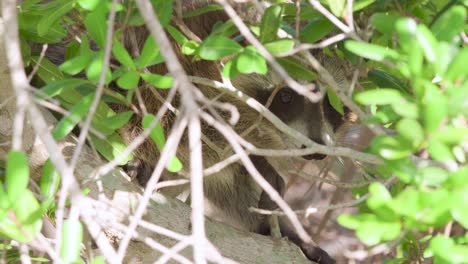 Waschbär-Säugetier-Im-Baum-Hinter-Zweigen