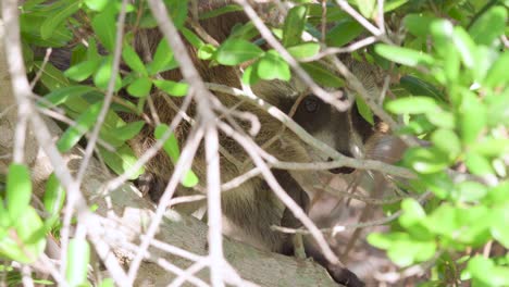 mamífero mapache en el árbol detrás de las ramas