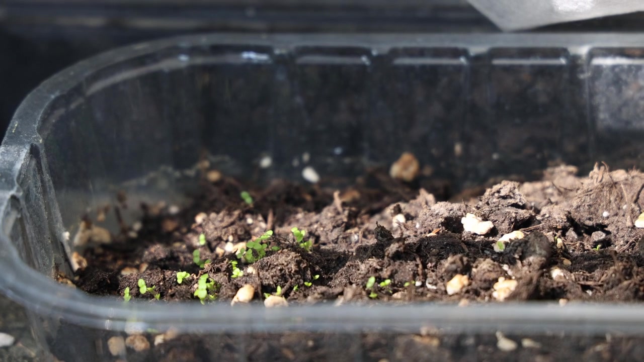 Piccoli germogli di giovani piante verdi che crescono in un contenitore di plastica.