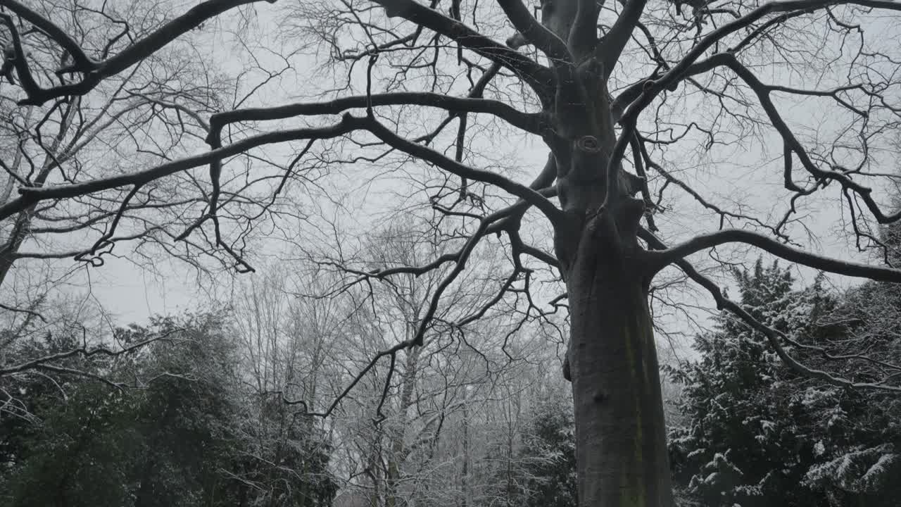 Winter landscape with snow-covered trees