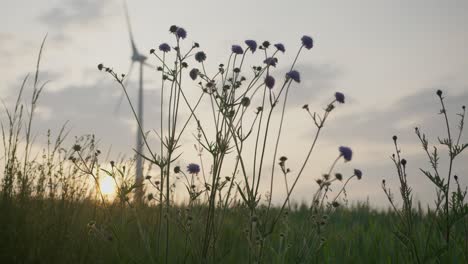 Panorama-of-high-vegetation-near-wind-turbines-in-bavarian-fields-at-golden-hour