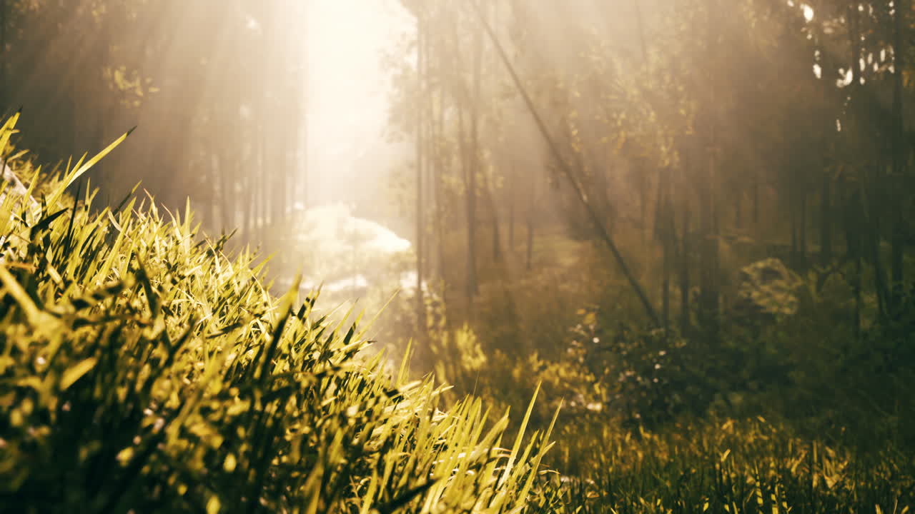 안개 숲 을 가로질러 흐르는 빛