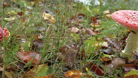 Primer-Plano-De-Amanita-En-El-Bosque-En-Un-Claro-Cubierto-De-Musgo-Y-Hojas-De-Otoño-Caídas-Después-De-La-Lluvia