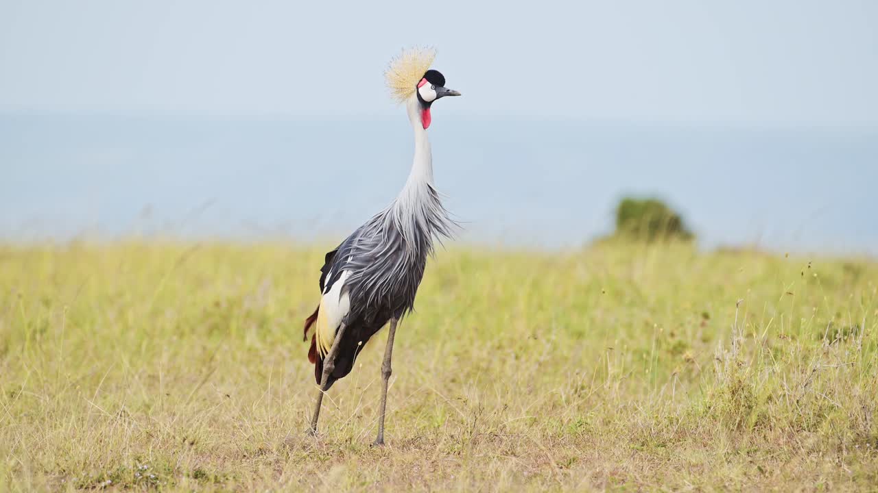 fotografía en cámara lenta de grullas coronadas grises que pastan en altas praderas aves silvestres africanas en la reserva nacional de masai mara, kenia, áfrica animales de safari en la reserva norte de masai mara