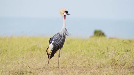 slowmotion-aufnahme von grauen kronenkränen, die in hohen wiesen weiden. afrikanische wildvögel im maasai mara national reserve, kenia, afrika. safari-tieren im masai mara north conservancy.