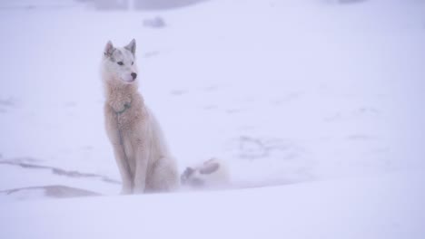 single sled dog standing sentry in a slow motion snowstorm on the outskirts of the city of ilulissat, greenland