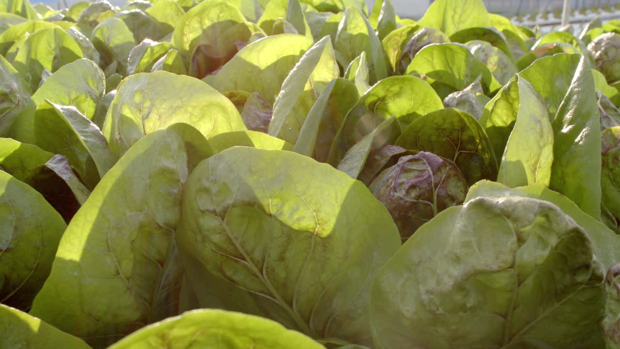 Hydroponic farm growing fresh green lettuce in greenhouse, sustainable agriculture, copy space