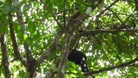 un tucán de swainson se sienta en lo alto de un árbol, mirando tranquilamente a su alrededor