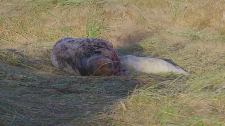 Atlantic Grey seal breeding season, newborn pups with white fur, mothers nurturing and bonding in the warm November evening sunlight