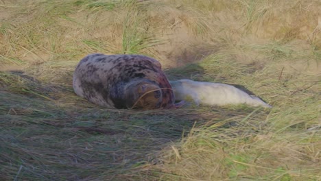 atlantic grey seal breeding season, newborn pups with white fur, mothers nurturing and bonding in the warm november evening sunlight