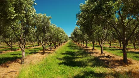 rows of olive trees in the countryside of waipara, new zealand