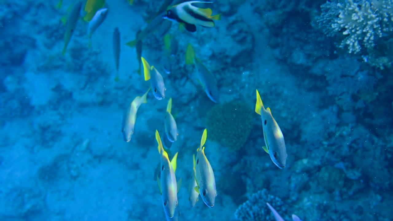 Close up of Yellowtail snapper fish swimming near a coral reef