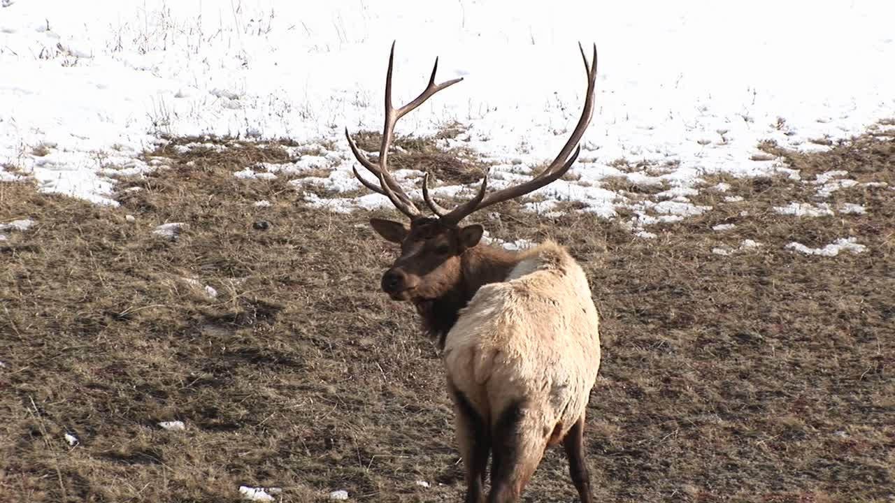 un alce macho cauteloso con un estante enorme le da a la cámara una mirada hacia atrás y reanuda el pastoreo
