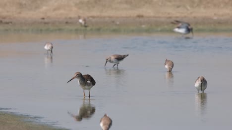 Sumergiendo-El-Pico-Profundamente-En-El-Agua-Mientras-Buscaba-Alimento-Con-El-Resto-De-Las-Aves-Playeras,-Archibebe-Común-Tringa-Erythropus,-Tailandia