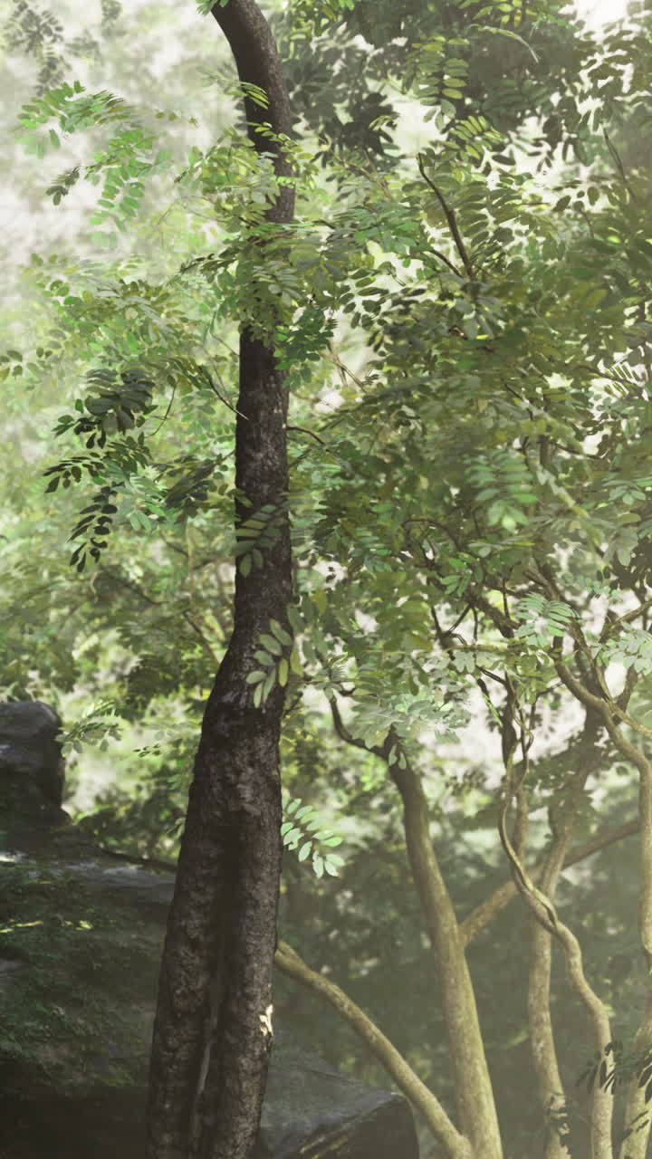 Morning light filters through a lush forest in a serene natural setting