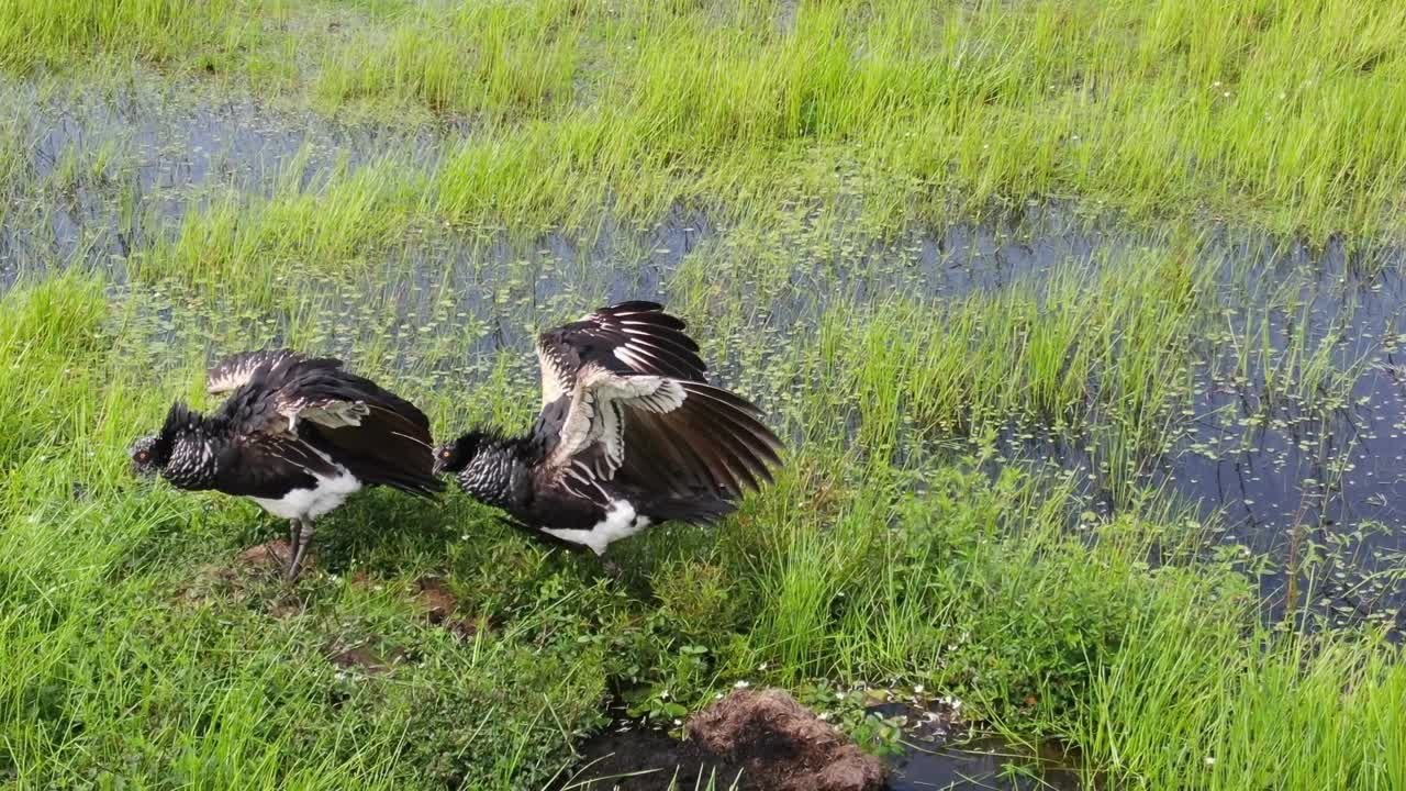 pareja de pájaros arucos en su nido, llanura inundada