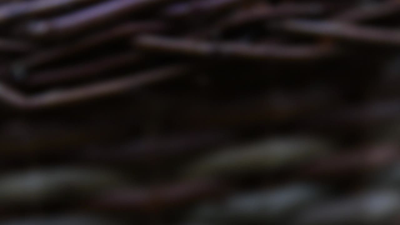 primer plano de una canasta llena de champiñones rebozuelos en un bosque sueco-2