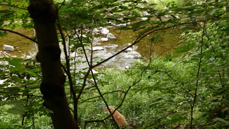 Young-deer-walking-through-a-green-forest,-with-a-river-flowing-in-the-background